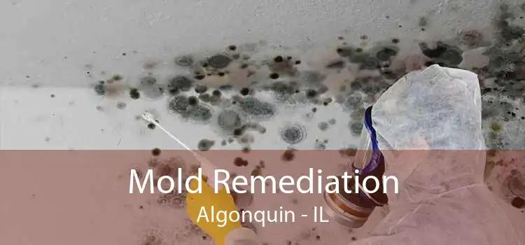 Mold Remediation Algonquin - IL