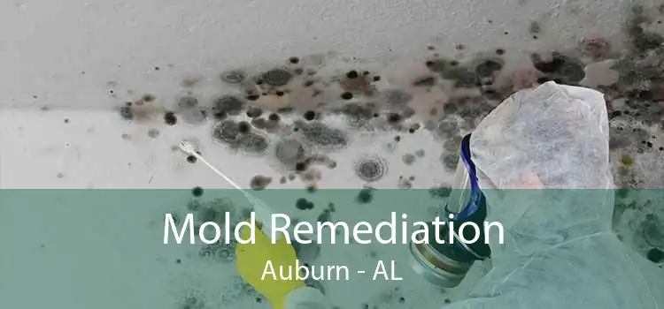 Mold Remediation Auburn - AL