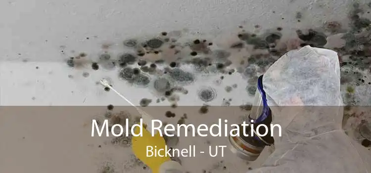 Mold Remediation Bicknell - UT