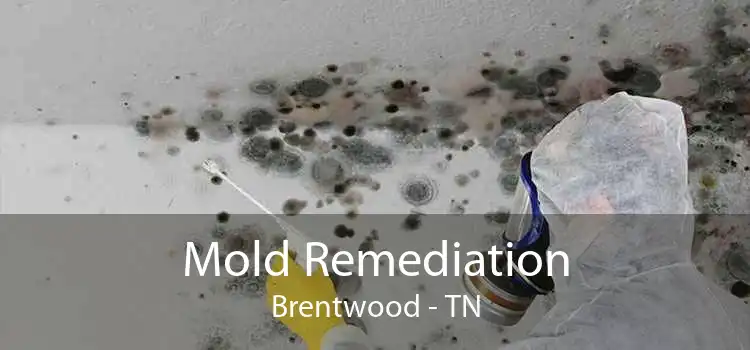 Mold Remediation Brentwood - TN