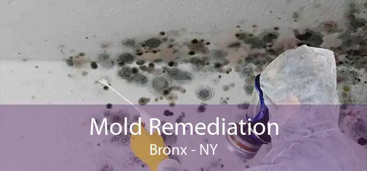 Mold Remediation Bronx - NY
