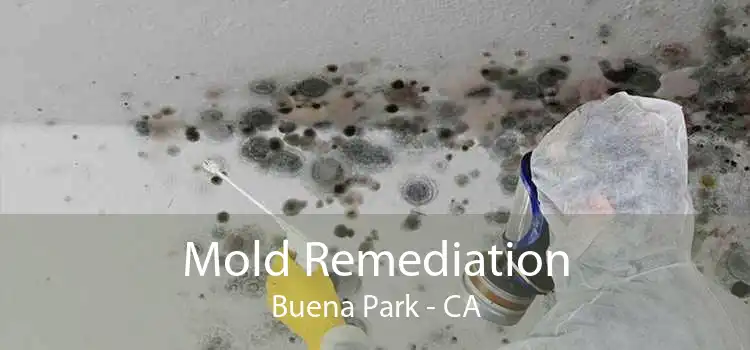 Mold Remediation Buena Park - CA