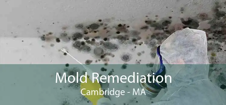 Mold Remediation Cambridge - MA