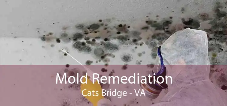 Mold Remediation Cats Bridge - VA