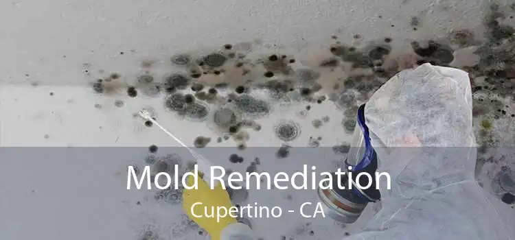 Mold Remediation Cupertino - CA