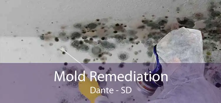 Mold Remediation Dante - SD