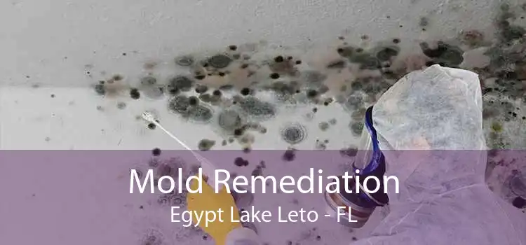 Mold Remediation Egypt Lake Leto - FL