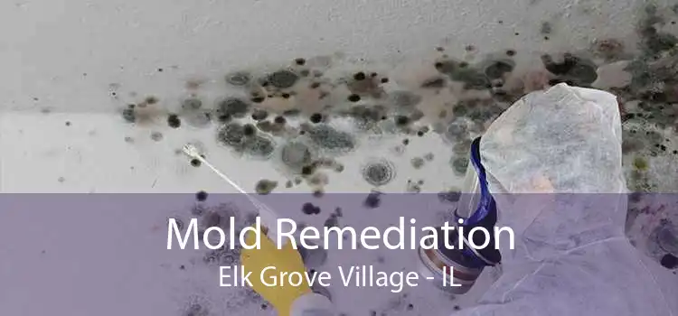 Mold Remediation Elk Grove Village - IL