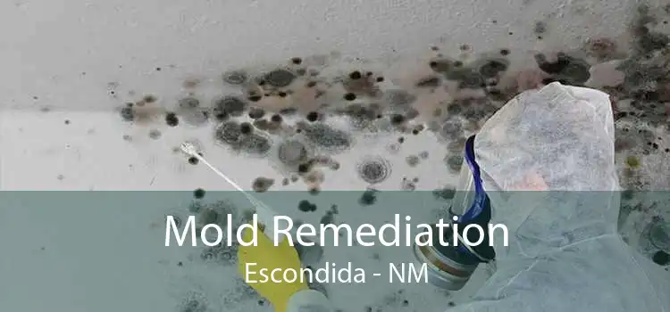 Mold Remediation Escondida - NM