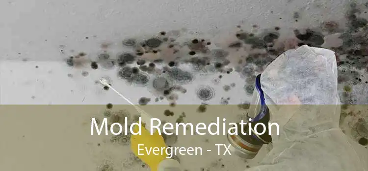 Mold Remediation Evergreen - TX