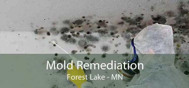 Mold Remediation Forest Lake - MN
