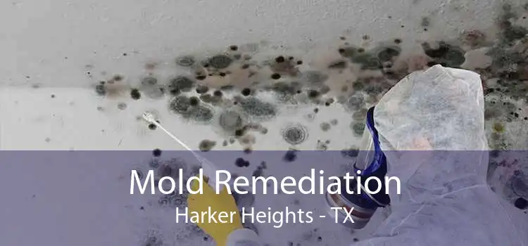 Mold Remediation Harker Heights - TX