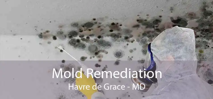 Mold Remediation Havre de Grace - MD