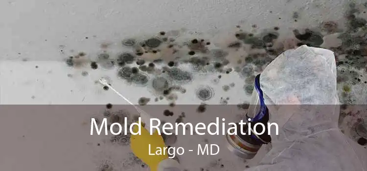 Mold Remediation Largo - MD