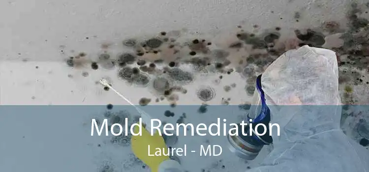 Mold Remediation Laurel - MD