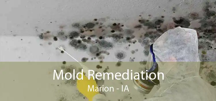 Mold Remediation Marion - IA