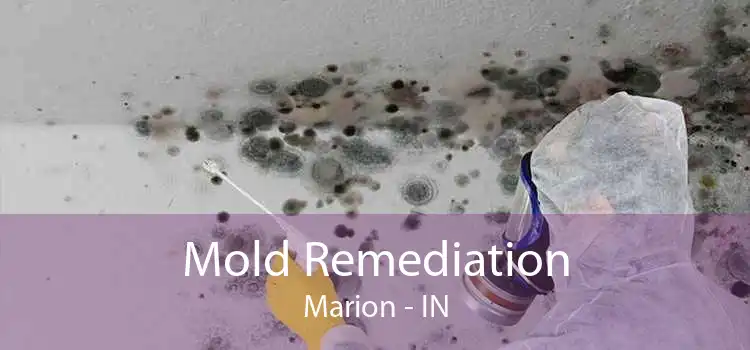 Mold Remediation Marion - IN