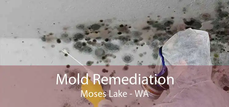 Mold Remediation Moses Lake - WA