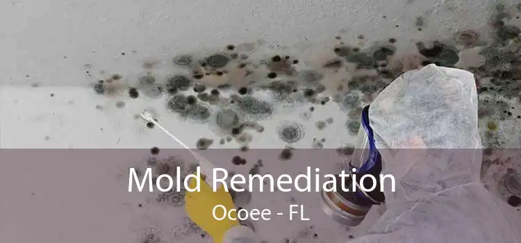 Mold Remediation Ocoee - FL