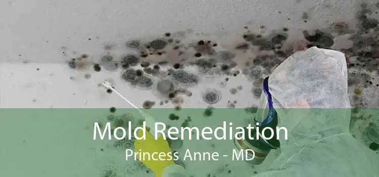 Mold Remediation Princess Anne - MD