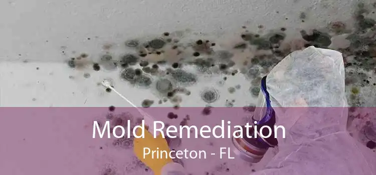 Mold Remediation Princeton - FL