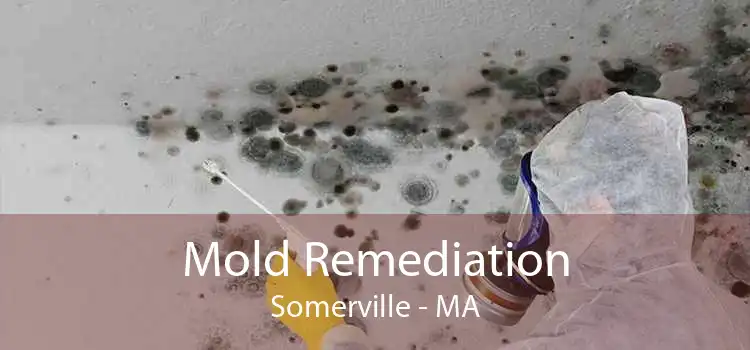 Mold Remediation Somerville - MA