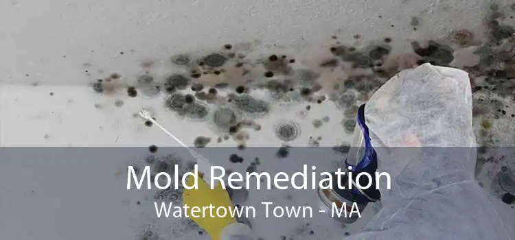 Mold Remediation Watertown Town - MA