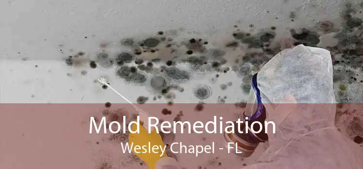 Mold Remediation Wesley Chapel - FL