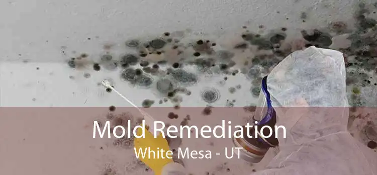 Mold Remediation White Mesa - UT