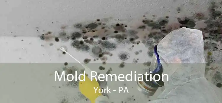 Mold Remediation York - PA