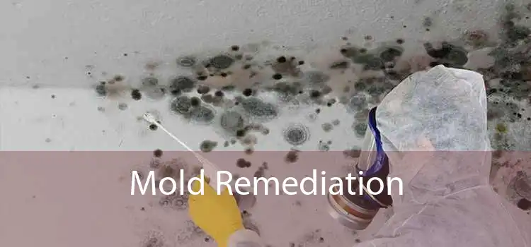 Mold Remediation 