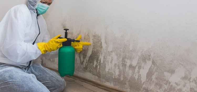 Basement Mold Remediation in Templeton, VA